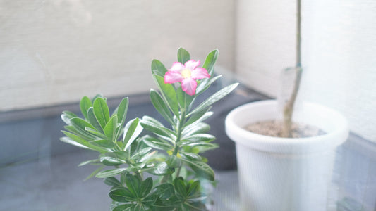 令和7年10月花を咲かせたアデニウム