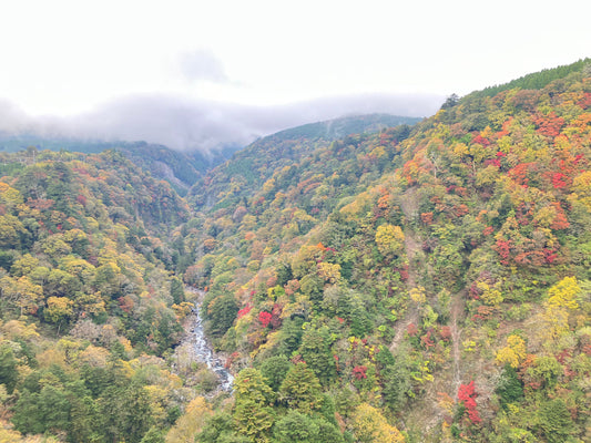 白木庭の哲学：なぜ天然成分100%にこだわるのか？【JOCA認証と自然の定義】